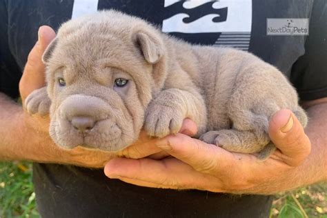 shar pei puppies for sale|miniature shar pei for adoption.